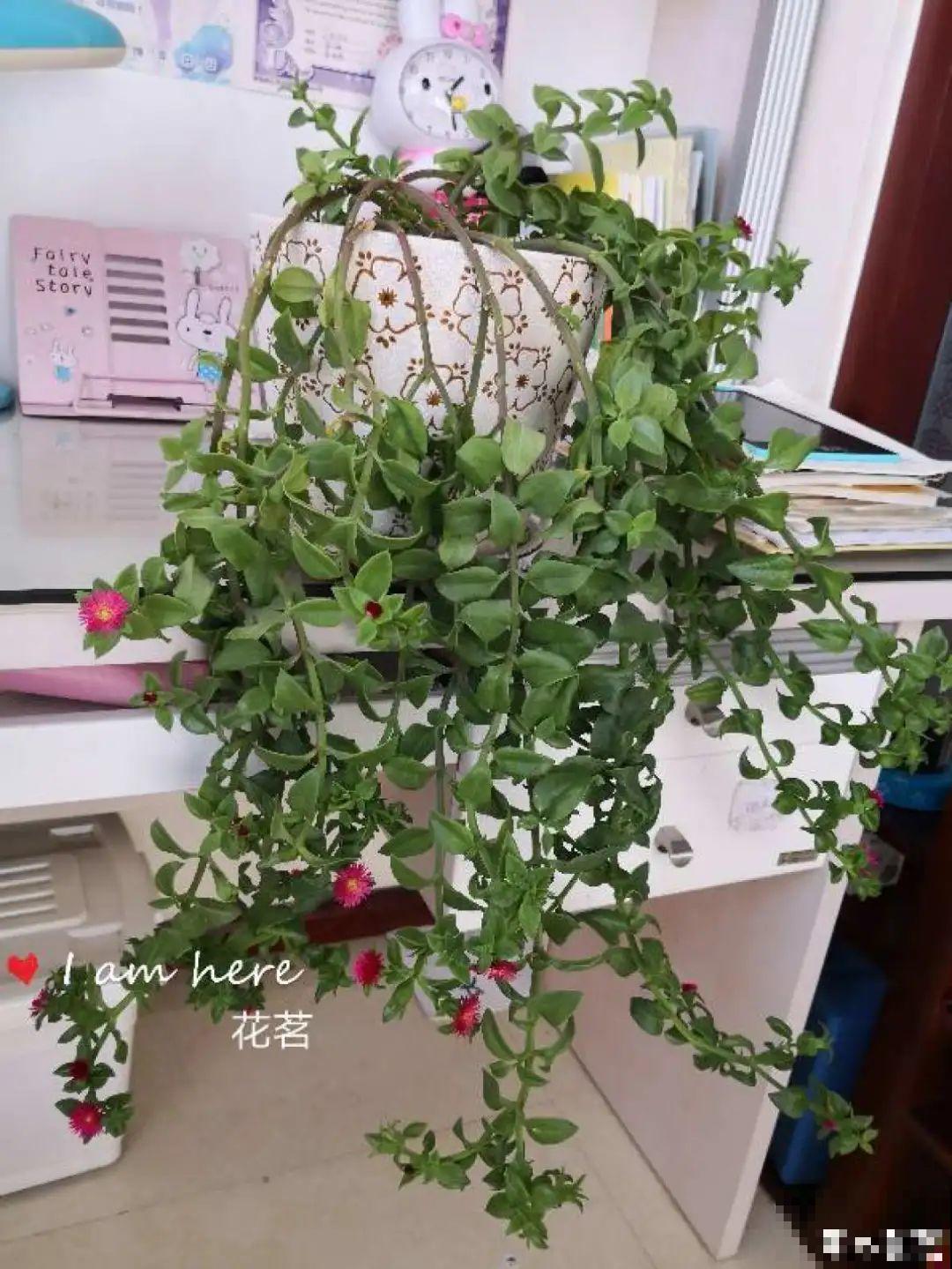 家里养盆垂吊花，呼呼长成绿帘子，看着真凉快