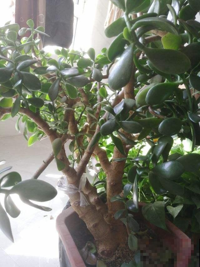 有见过开满花的玉树吗？原来养护这么重要，半月就能看到花蕾