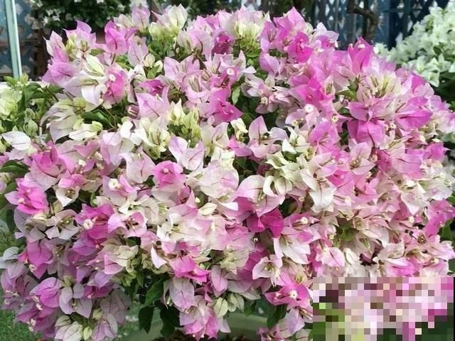现在养三角梅，长的快、开花多，想开几次都行！