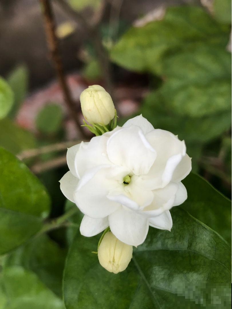 3种花就是醋坛子，土里滴点醋，叶子油绿鲜亮