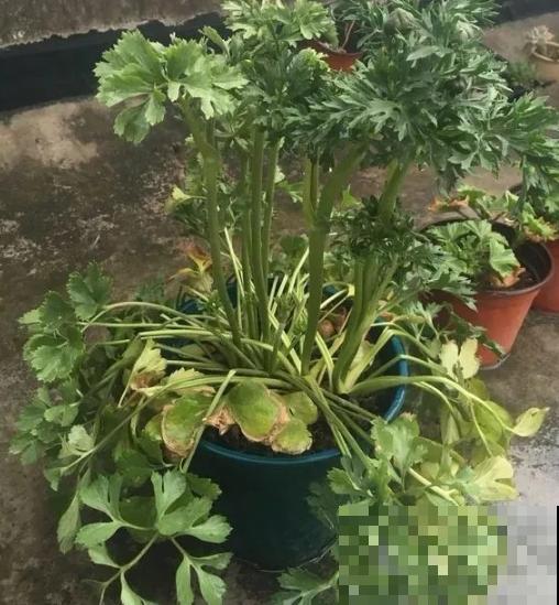 有种“芹菜花”，开花跟牡丹似的，花朵丰满又艳丽！