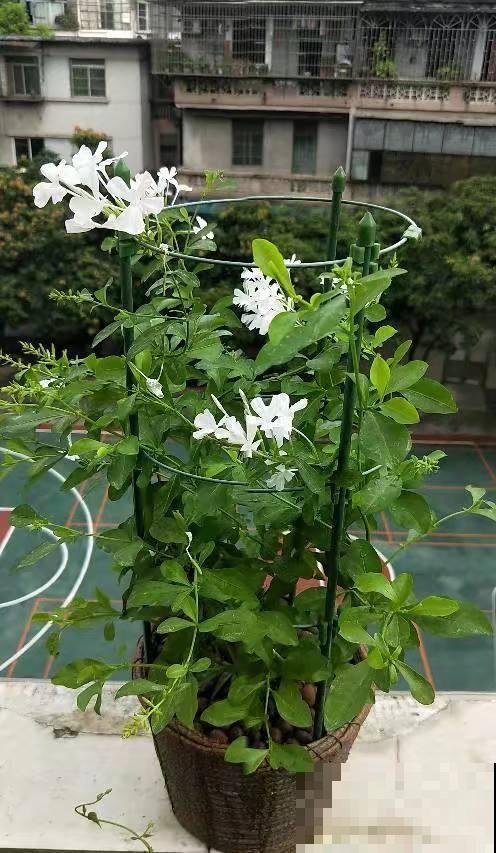 鱼肠原来也有大作用，养花效果杠杠的，一点点就让花猛蹿！