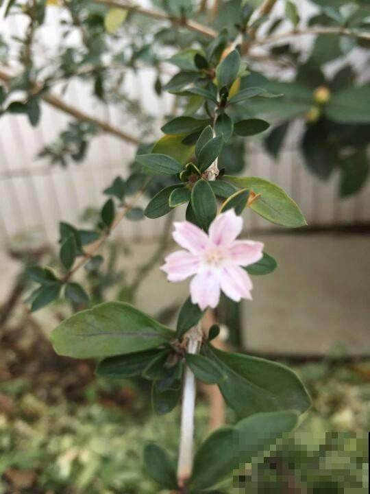 你养过六月雪吗？春夏时期好燥热，看着它立马沉醉清凉！