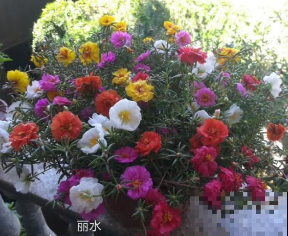 晒不死的花，春天就要大太阳，越晒长得越旺盛！
