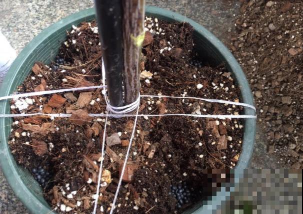 月季剪根枝条，绑在光杆子上，2年长成棒棒糖！