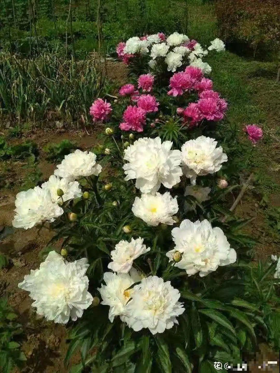 3种花春天别买了，养不活还浪费钱，简直好心疼！
