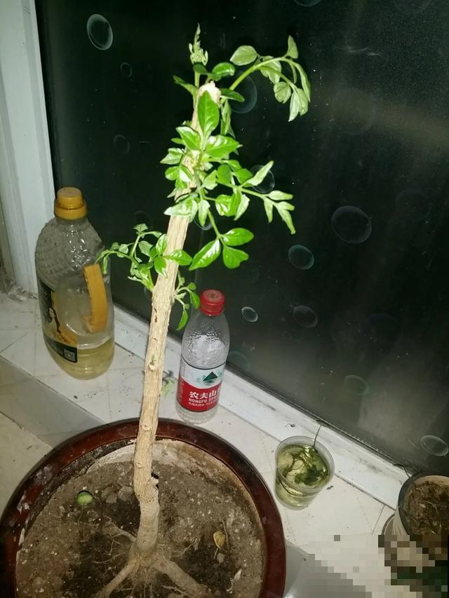 3种树，每月砍1刀，呼呼疯狂冒新芽！