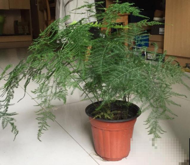 超耐阴的文竹，3个小手段，养成绿油油的小森林！