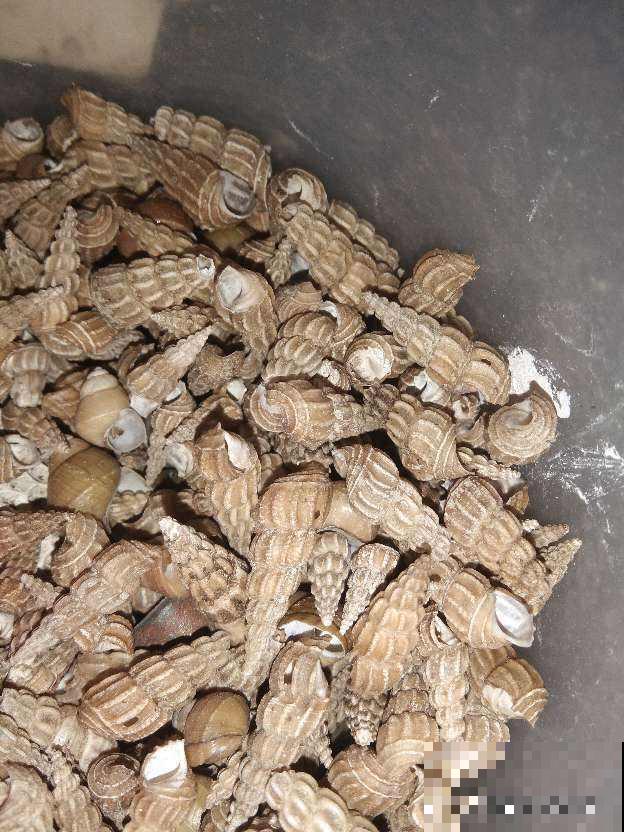 春天换盆不可少，如果少了这玩意垫盆底，那真的白换了！