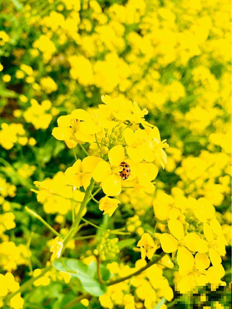 漫山遍野油菜花，到底和油菜有啥关系？原来家里也能赏！