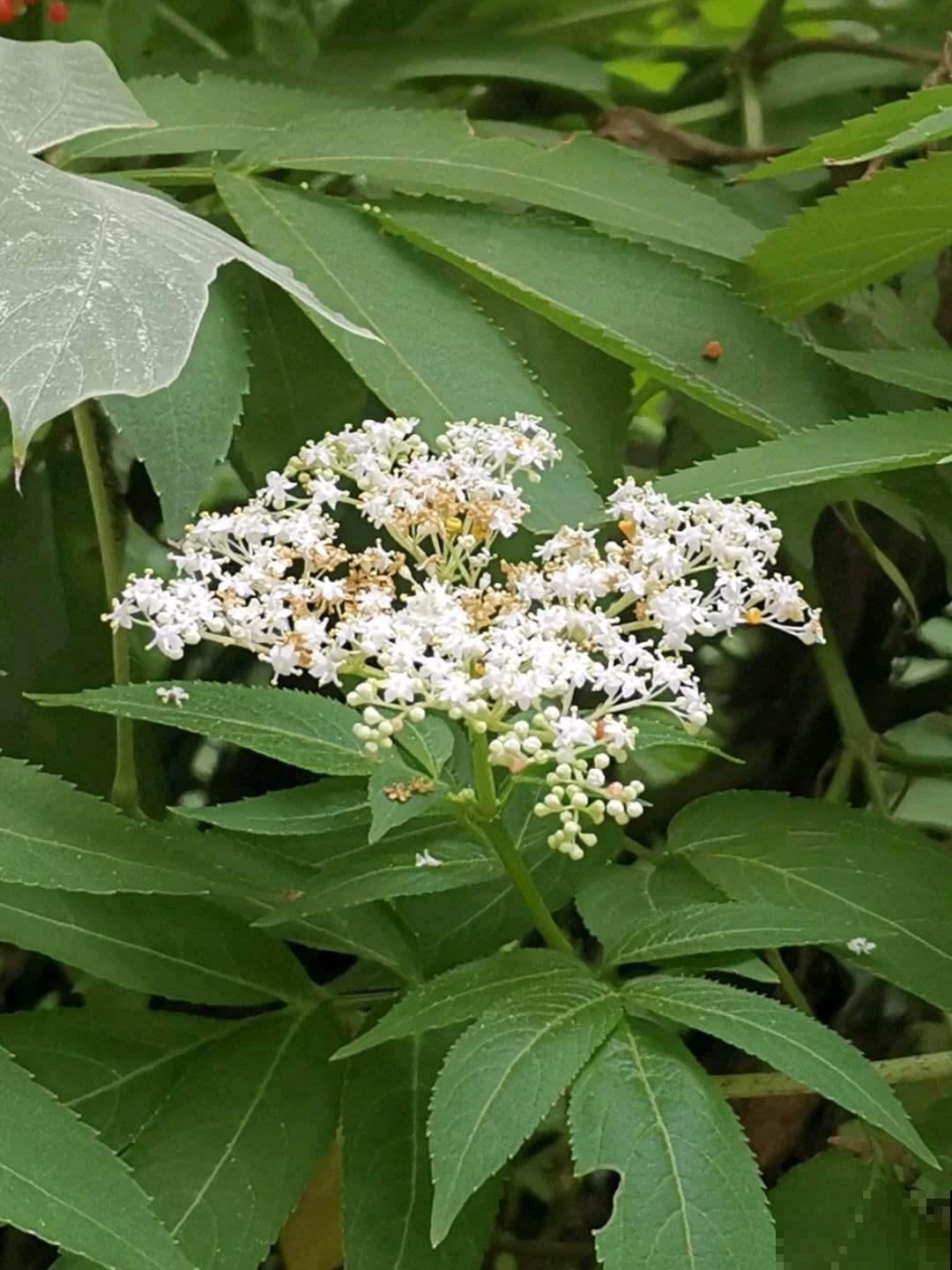 接骨草真的能接骨吗？农村地区的宝贝草，见到可不能放过！