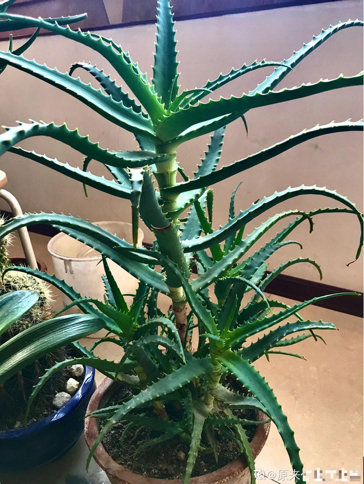 原来这些芦荟可以吃，切开挖一勺汁液，敷在脸上能美容！
