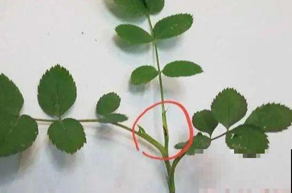 花的这个位置，千万别修剪，否则白养大半年！