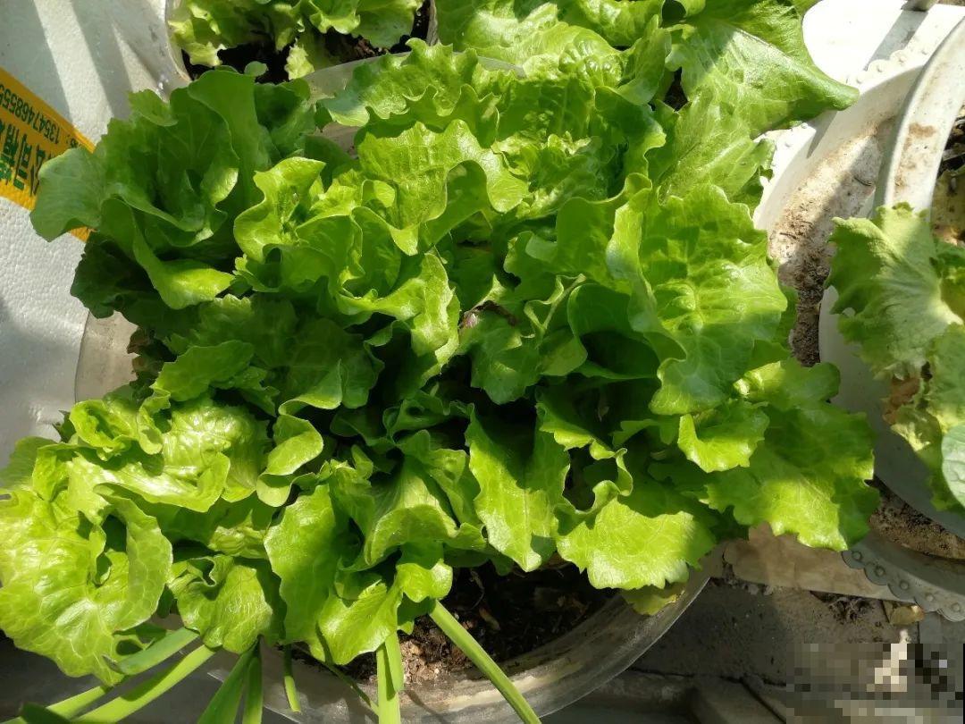 10种菜，阳台就能养，蹭蹭长满一盆，都快吃不了了