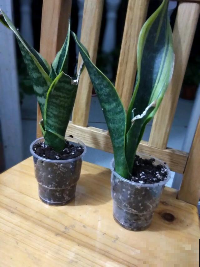 花烂根了别丢，塑料袋里捂一捂，大白根立马蹭蹭冒！