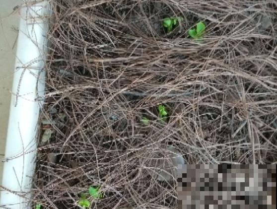 几块钱的“小牡丹”，1盆开了20朵，赚到了！