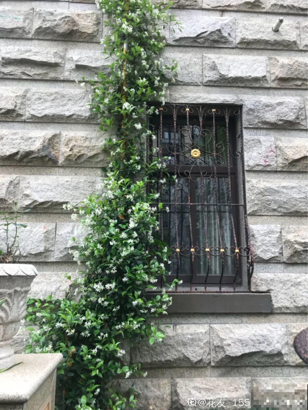 7种花要慎养，房前屋后都爬满，邻居有意见！