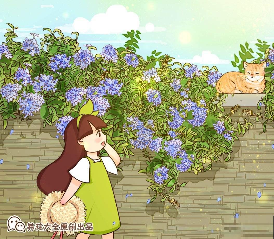8种爆盆花，越晒越热开花越多，懒人也能养爆盆