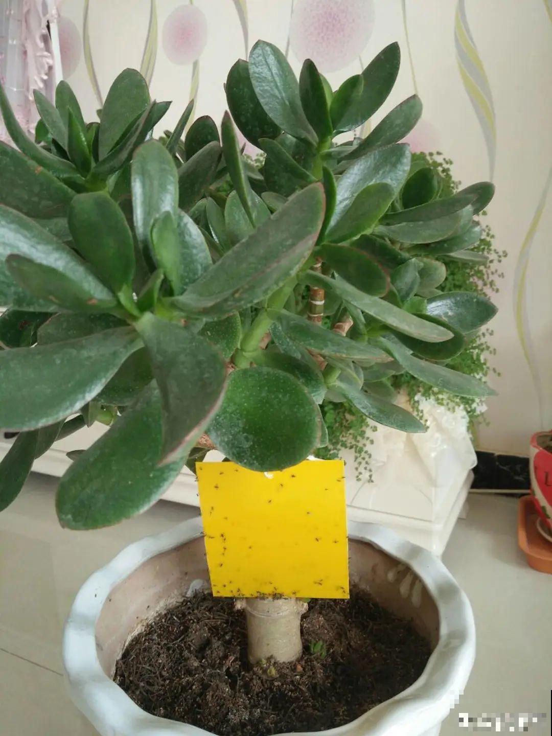 春天各种虫害来袭，花叶都要被吃没，教你新方法来杀虫！