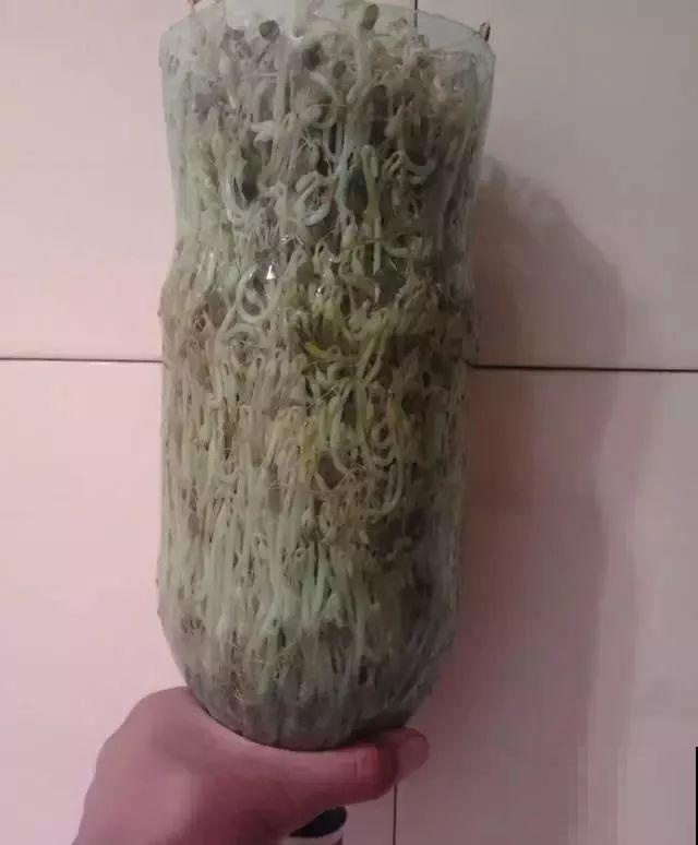 1个塑料瓶，居然有8种养花方法，省钱又好用！
