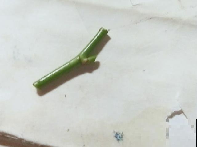 普通的月季苗，他养2年，变成一棵大花树，咋做到的？