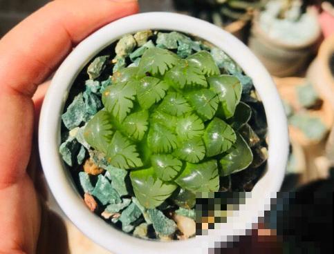 玉露长得晶莹剔透，叶子似碧玉，原来全靠闷养，一个塑料瓶解决！