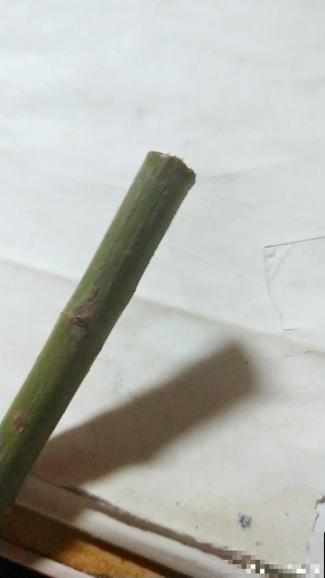 普通的月季苗，他养2年，变成一棵大花树，咋做到的？