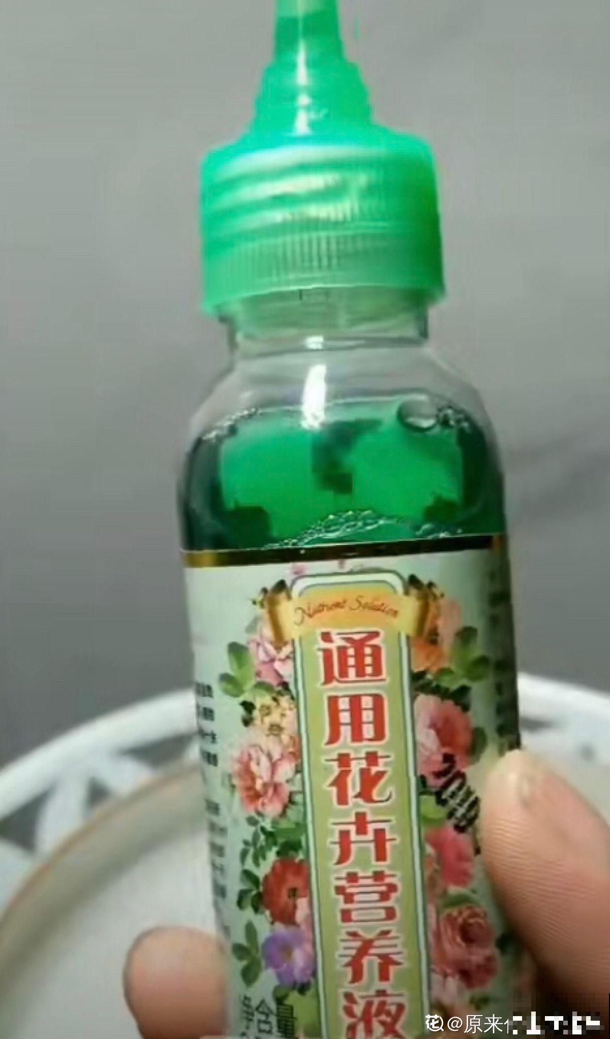 立夏后种一缸碗莲，清凉舒爽，惊艳整个夏天！