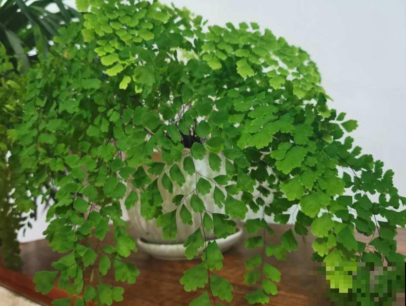 好花都是浇死的，10种常见花，浇水别太勤快！
