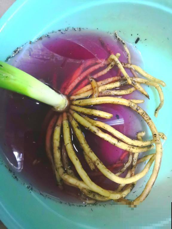 爱吃土的花别忘翻盆，土里看到一堆“大白虫”，吓人一跳！