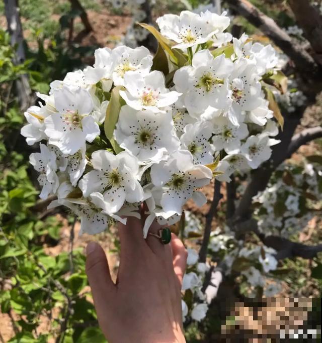 阳春三月，出门踏青，原来有这么多漂亮花！