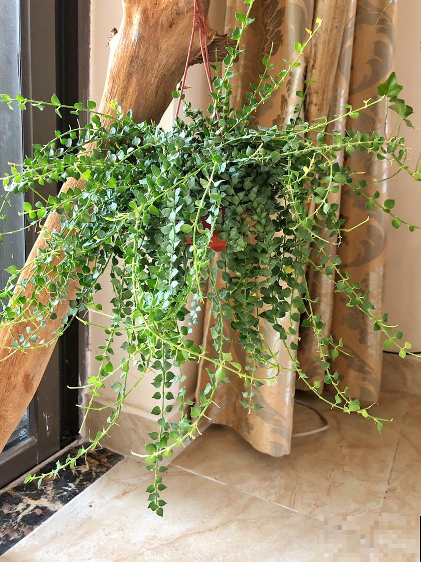 4种适合养在阳台上的花，太阳一晒，花开满盆