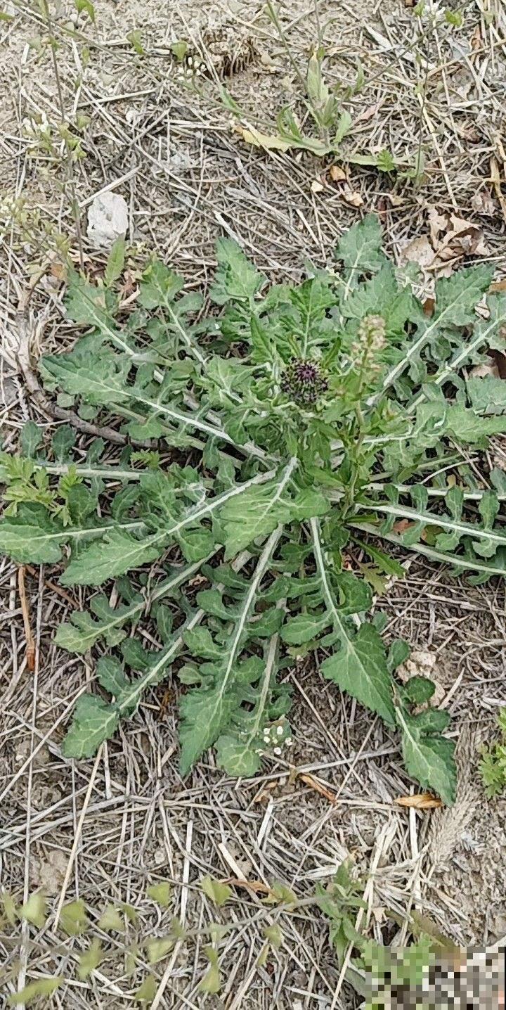 不起眼的小野花，挖回家能当野菜吃，还是有名的中药草！