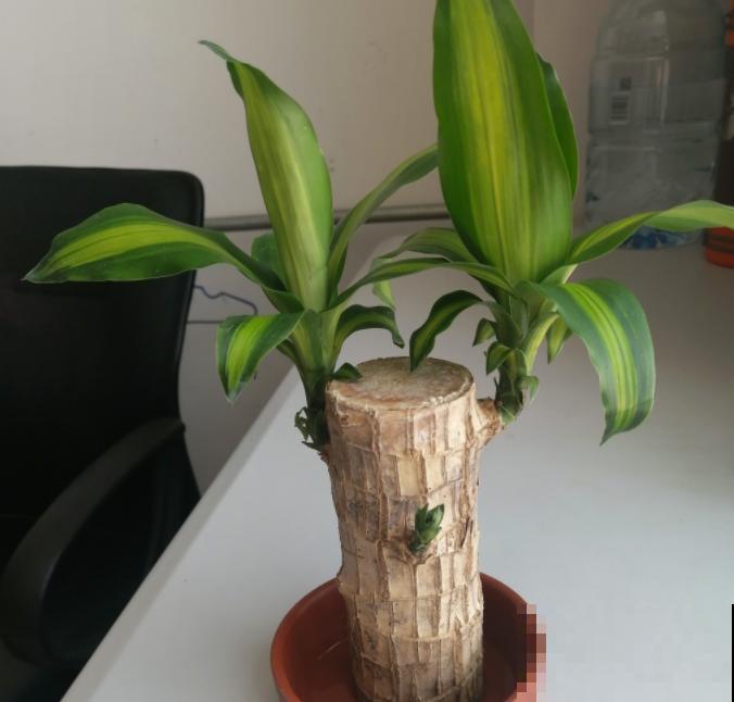 网红植物幸运木，半截桩子泡水里，生根发芽成小树！