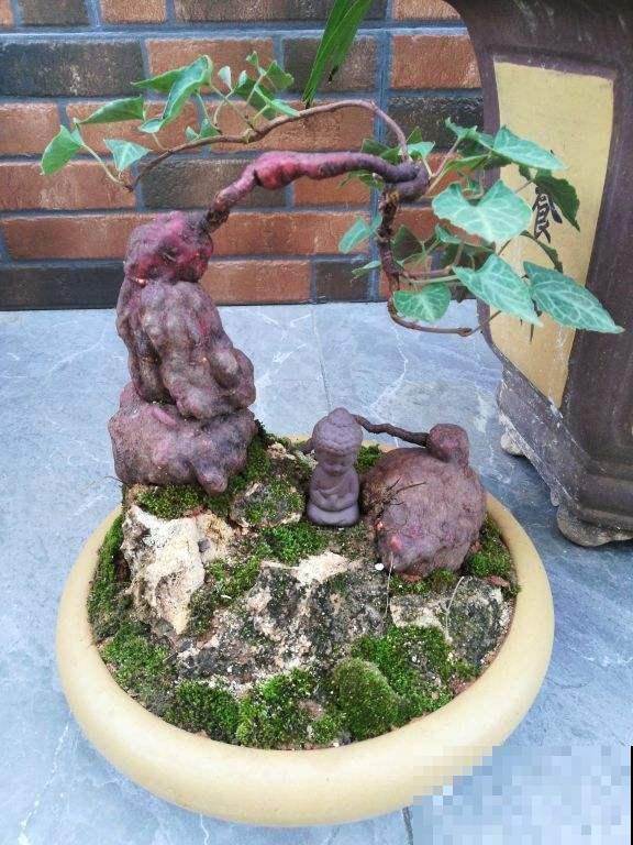 何首乌也能盆里养？花友大哥种出精品货，邻居朋友眼馋流口水！
