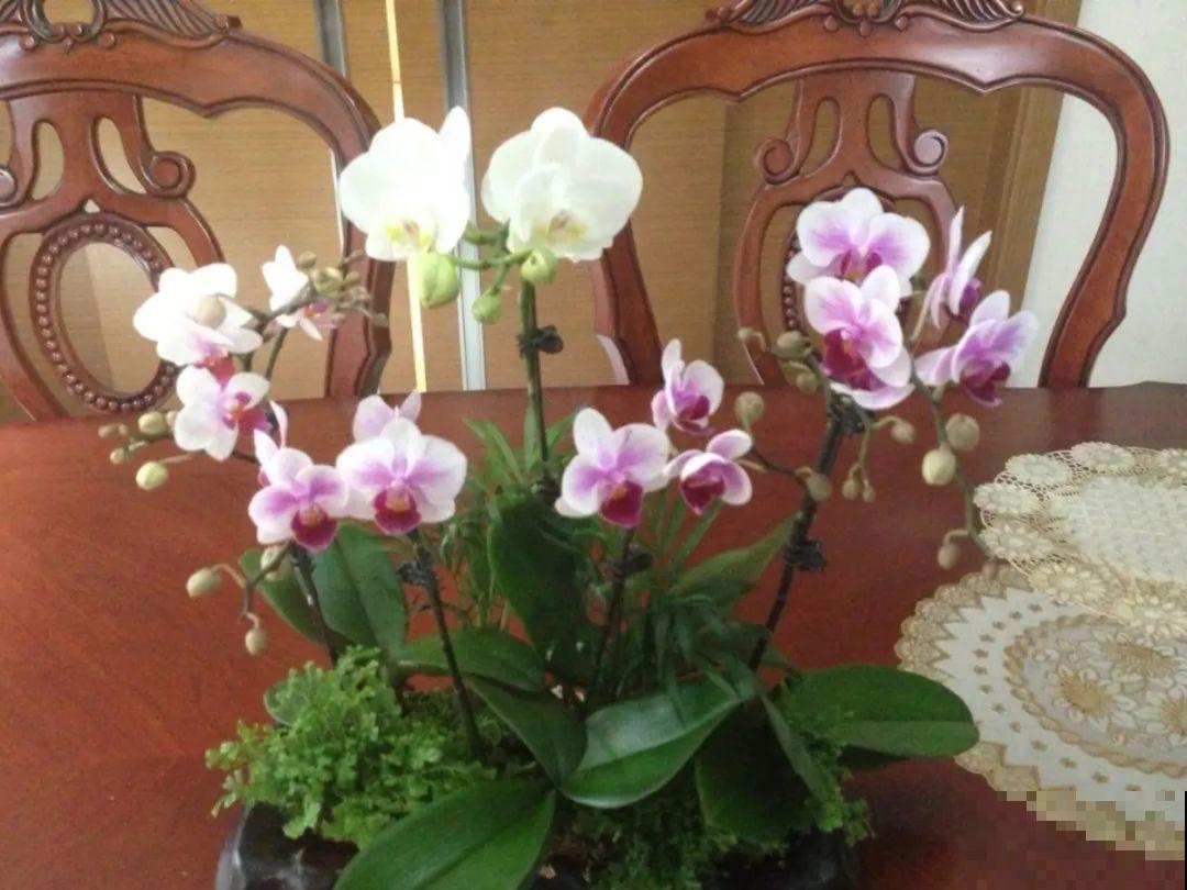 居家养花有讲究，一间房养一盆，干净又养人