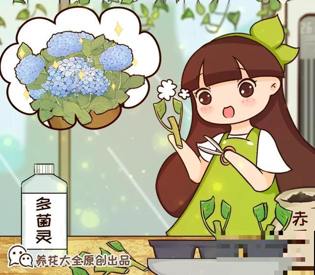 养绣球真赚了，枝条剁8段，每根都能活！