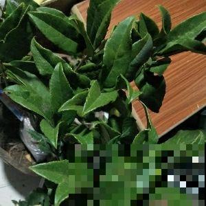 扦插神器，当属蛭石最好使，插啥活啥