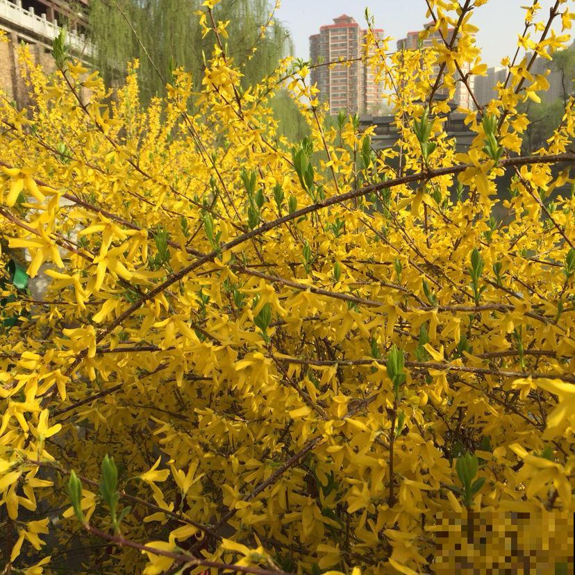 路边常见的金黄花海，名字叫做连翘，不仅模样美还是一味药！