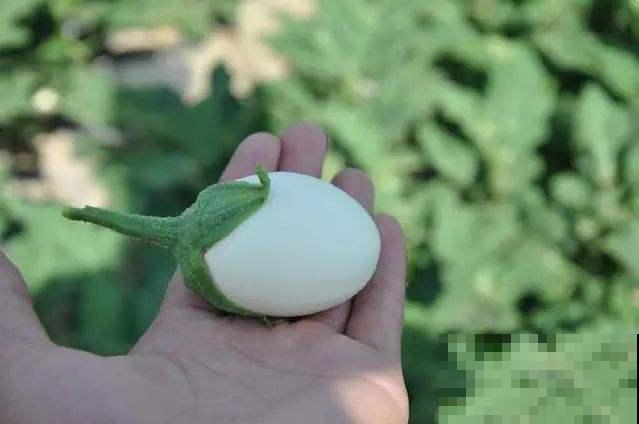 白蛋茄真神奇，味道是茄子，模样却像个大白鸡蛋！