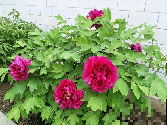 4月最大气的花，只开一朵，就惊艳全城！