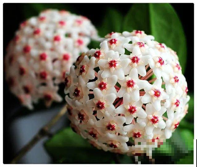 7种花要慎养，房前屋后都爬满，邻居有意见！