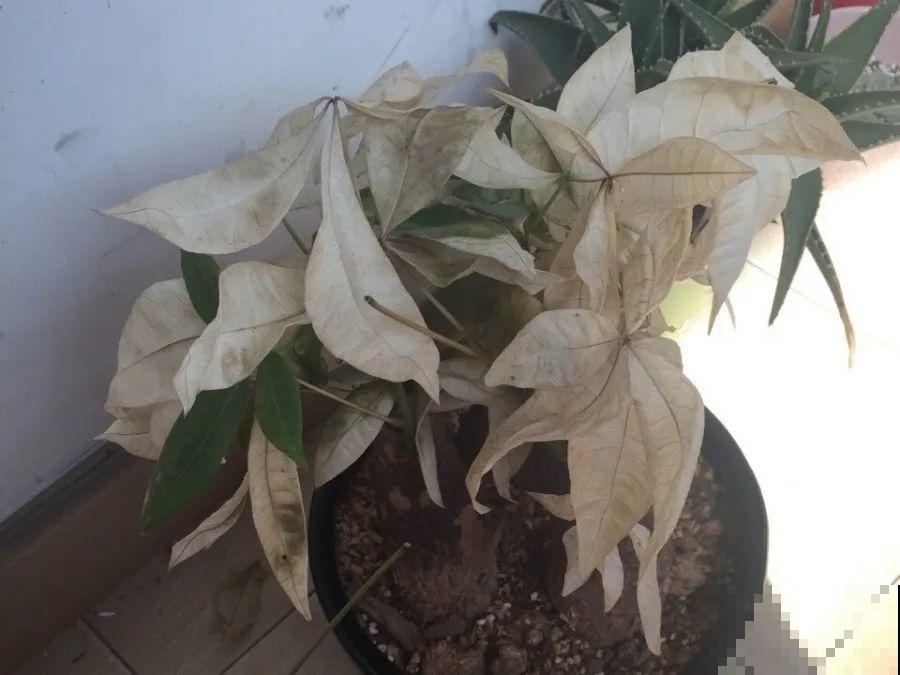 10种花，春天不能晒，躲屋里最安全！