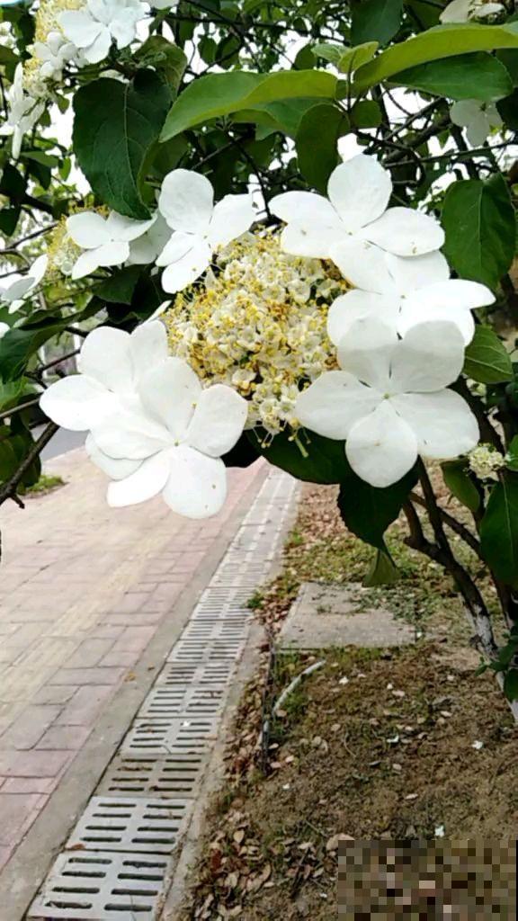 中国特有的琼花，隋炀帝的最爱，开花简直美翻了