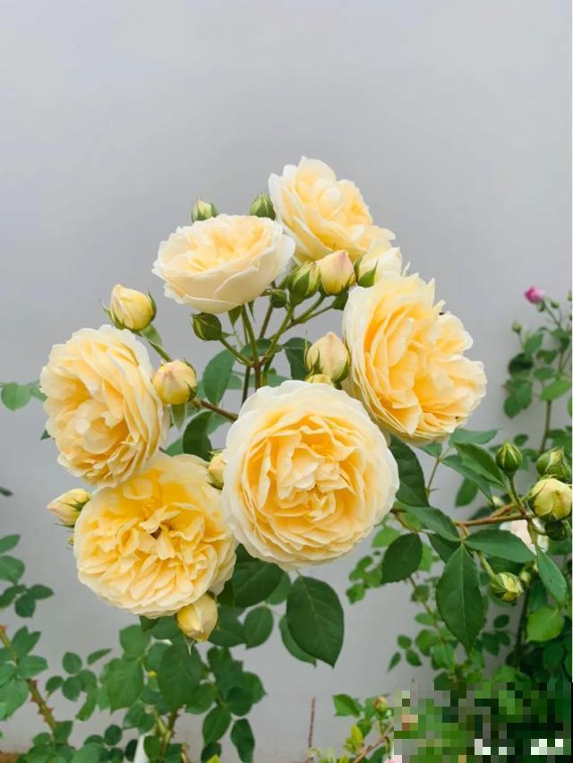 阳春三月，出门踏青，原来有这么多漂亮花！