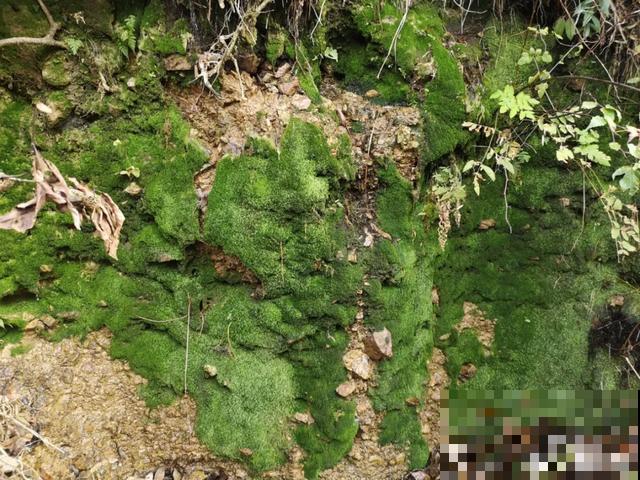 路边挖点野花，埋土里浇点水就开花，比买的还好看！