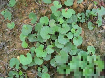 6种农村常见野草，小时候天天见，没想到药用价值如此高