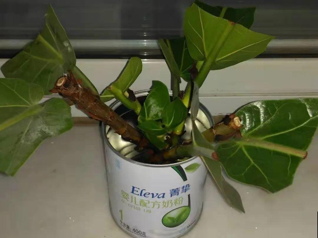 橡皮树春天要打顶，独杆变成大伞盖，叶子挤满盆！