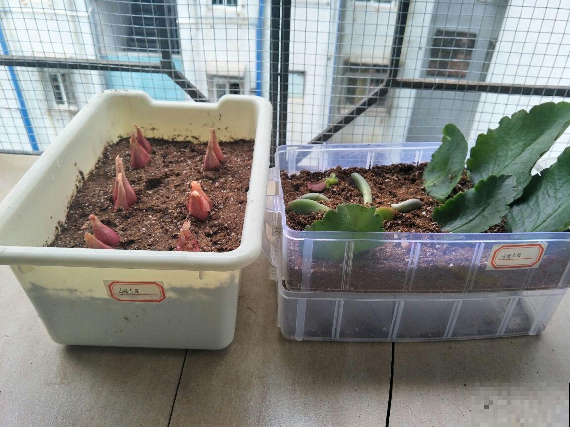 学会几个种菜神技，手就像开了光，种啥活啥口感极佳！