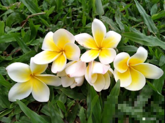 鸡蛋也会开花？没错，还是老中医非常喜欢的一种花！